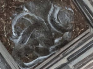 Chimney sweeping in Sheffield squirrels
